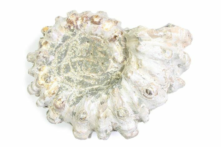 Bumpy Ammonite (Douvilleiceras) Fossil - Madagascar #361183